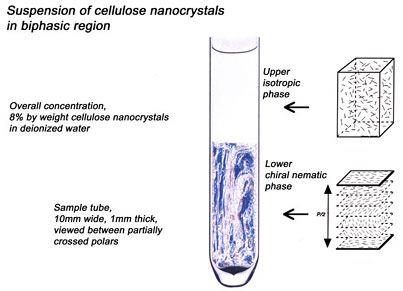 The equilibrium between ordered and disordered phases is sensitive to counterions, ionic strength, and added polymers.