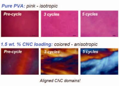 Ordered PVA + NCC gels