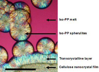Nucleation of polypropylene crystallization by cellulose nanocrystal surfaces