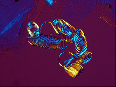 Left handed helical coil from vascular element of a rhubarb petiole