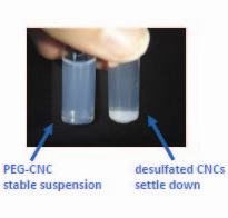 Stable and unstable cellulose nanocrystals