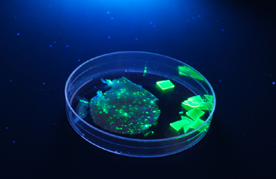 Cellulose triacetate films containing high and low concentrations of CdSe/ZnS semiconducting nanoparticles, illuminated by UV light